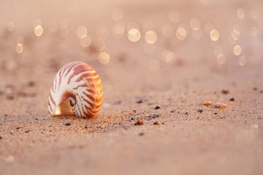 Nautilus pompilius deniz kabuğu