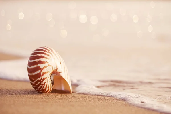 Nautilus pompilius sea shell — Stockfoto