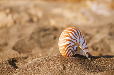 Nautilus pompilius deniz kabuğu 