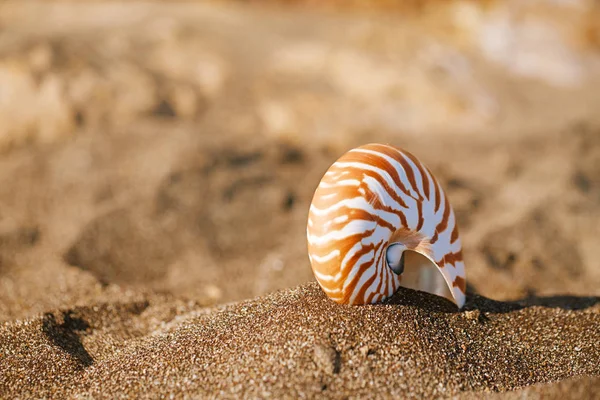 鹦鹉螺努海贝壳 — 图库照片