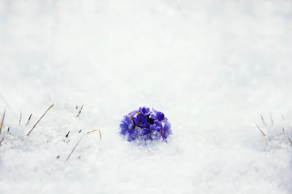 Agradável queda de neve em alta montanha vale — Fotografia de Stock