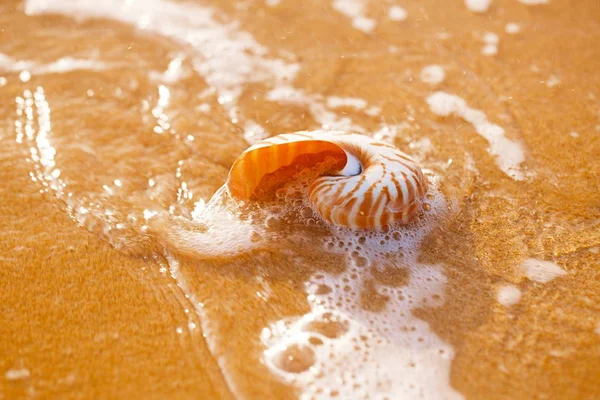Mušle nautilus na mořské pláži — Stock fotografie