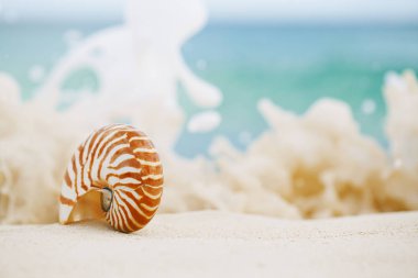 Nautilus hafif kumlu plajda köpüklü dalgalar deniz kabuğunda 