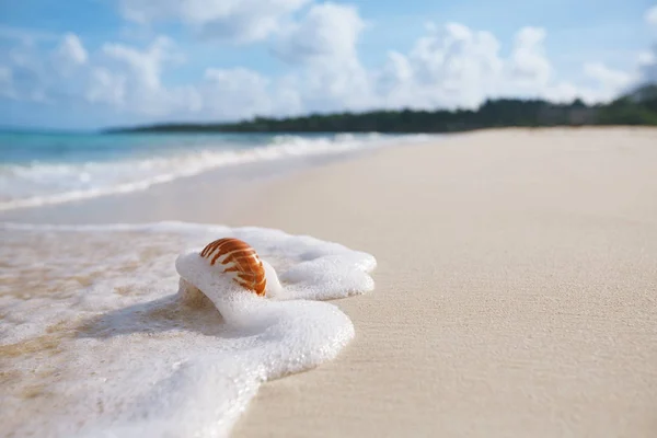 Nautilus Conchiglia Mare Onda Sulla Spiaggia Sabbiosa Con Paesaggio Marino — Foto Stock