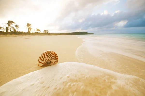 Κοχύλι Ναυτίλος Στην Χρυσή Αμμώδη Παραλία Κύματα Και Θαλασσινό Τοπίο — Φωτογραφία Αρχείου