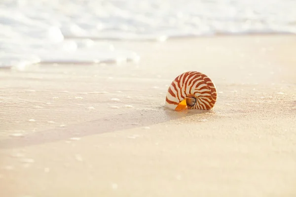 Conchiglia Nautilus Sulla Spiaggia Sabbia Chiara — Foto Stock