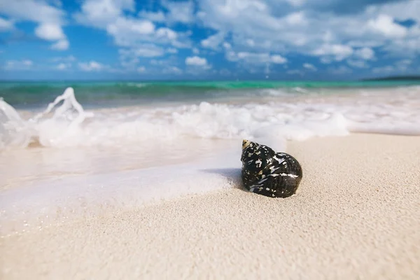 Cáscara Negra Del Caribe Cittarium Pica Nombre Común Cáscara Superior —  Fotos de Stock