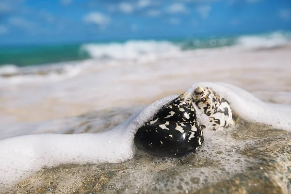 加勒比海黑贝壳 Cittarium 的异食癖 共同的名字西印度顶端的贝壳或喜鹊 Shells 岩石海滩与海浪 — 图库照片