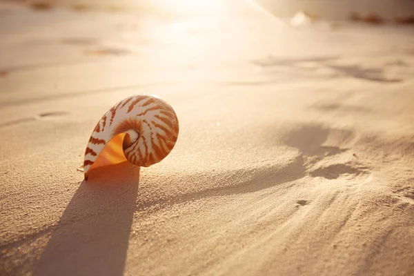 Наутилус Морской Скорлупы Легком Песчаном Пляже Солнечным Светом — стоковое фото