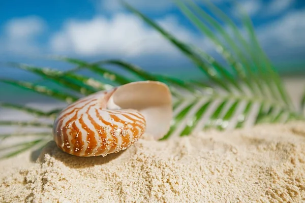 Muszli Nautilus Złotej Piaszczystej Plaży Liść Palmowy — Zdjęcie stockowe