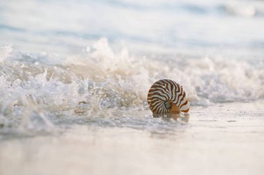 Nautilus deniz kabuğu dalga hafif kumlu plaj 