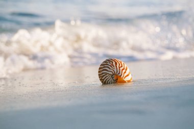 Nautilus deniz kabuğu hafif kumlu plaj 