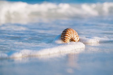 Nautilus kum plajındaki köpüklü dalgalar deniz kabuğunda 