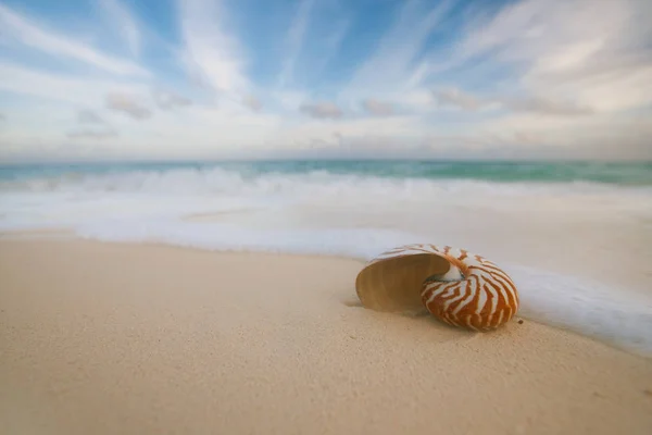 Nautilus Sea Shell Light Sandy Beach — стоковое фото