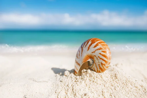 光の砂浜でノーチラス海シェル — ストック写真