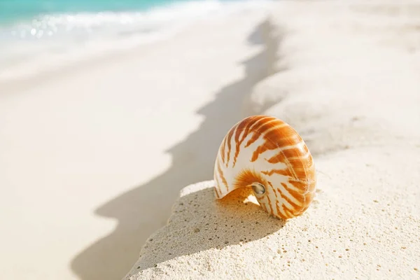 Κοχύλι Ναυτίλος Ελαφριά Αμμώδη Παραλία — Φωτογραφία Αρχείου