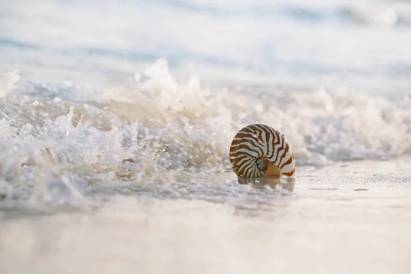 Muszli Nautilus Fali Światła Piaszczystej Plaży — Zdjęcie stockowe