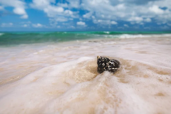 加勒比海黑壳 Cittarium 异食癖 共同的名字西印度顶部壳或喜鹊 Shell 沙滩与海浪 — 图库照片