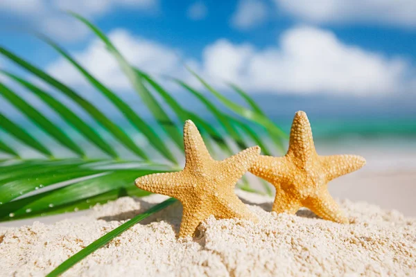 Två Röd Sjöstjärna Med Palmblad Ocean Sandstranden Beach — Stockfoto