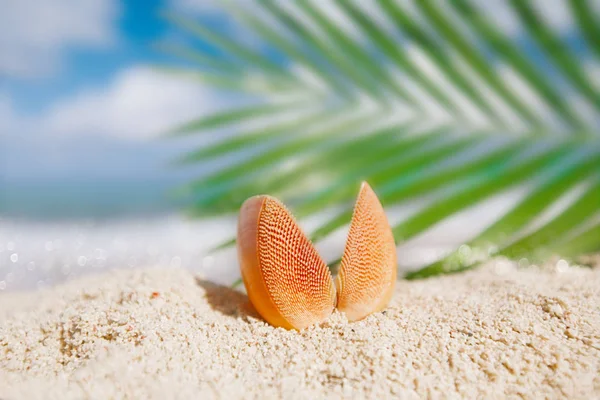 Тропическая Красная Ракушка Морской Раковины Песчаном Пляже Океана — стоковое фото