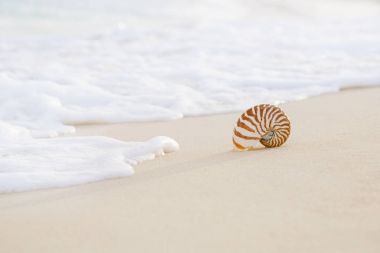 Nautilus deniz kabuğu ile narin pembe gündoğumu sağ, sığ dof dalgalarda altın kum plaj üzerinde