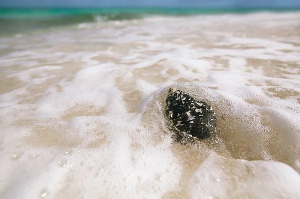 Caribische Zwarte Schelpen West Indische Top Shell Een Zandstrand Met — Stockfoto