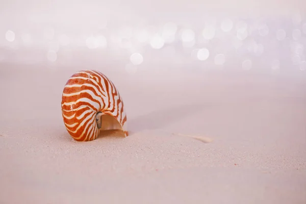 Nautilus Meeresmuschel Goldenen Sandstrand Mit Wellen Sanften Sonnenaufgang Flach Dof — Stockfoto