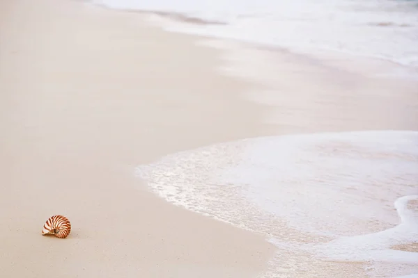 Nautilus Sea Shell Golden Sand Beach Waves Delicate Pink Sunrise — Stock Photo, Image