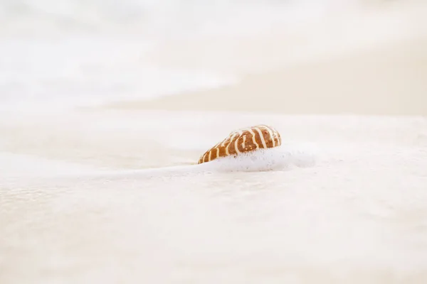 鹦鹉螺海贝壳在金色沙滩上 波浪在细腻的粉红色日出 浅自由度 — 图库照片