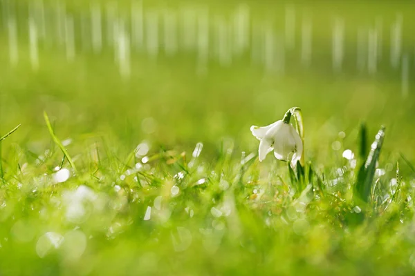 Snödroppar Blomma Symbolerna För Våren Med Glittrande Gräs — Stockfoto
