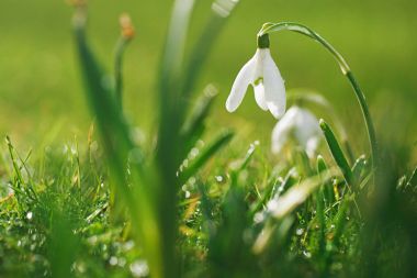 Kardelen çiçek ışıltılı çim bahar sembollerle biridir
