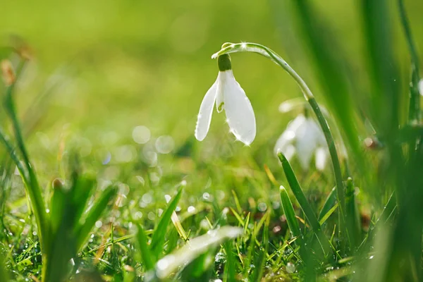 Sneeuwklokjes Bloem Een Van Symbolen Van Lente Met Glinsterende Gras — Stockfoto