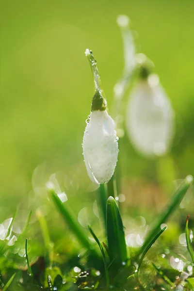 Snowdrops Λουλούδι Είναι Ένα Από Σύμβολα Της Άνοιξης Λαμπερή Χόρτο — Φωτογραφία Αρχείου