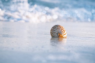 Deniz kabuğu kum dalgaları arka plan üzerinde üzerinde kapat