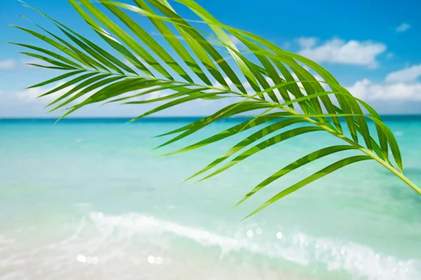Close Palm Leaf Seascape Background — Stock Photo, Image