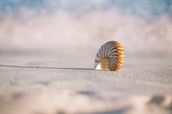 金色沙滩上的海壳关闭 — 图库照片
