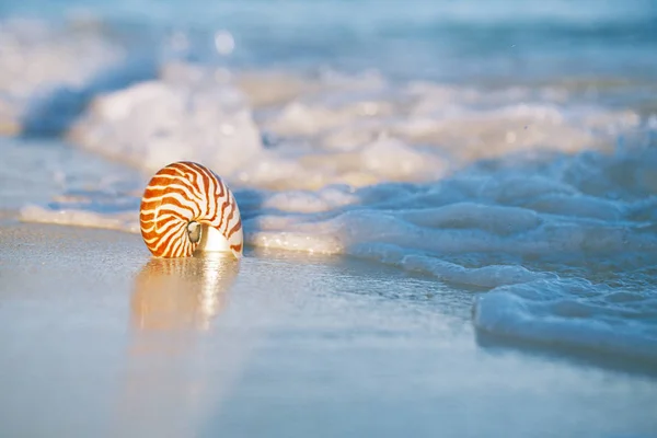 Deniz Kabuğu Kum Dalgaları Arka Plan Üzerinde Üzerinde Kapat — Stok fotoğraf