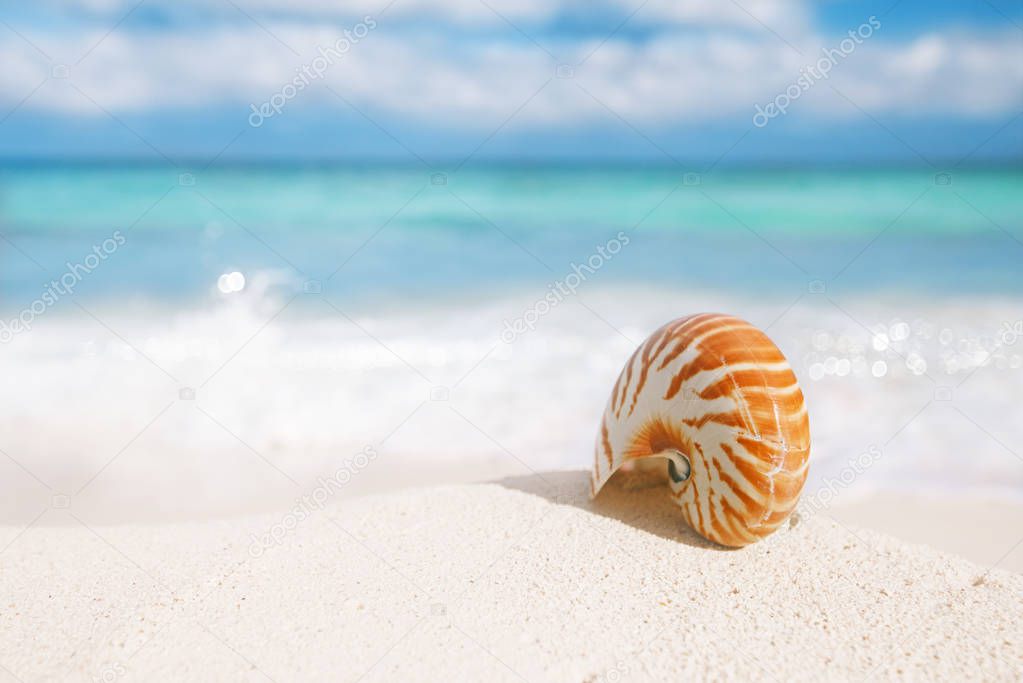 sea shell on golden sand beach on blue sky background