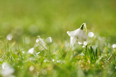 Kardelen çiçek yeşil çim yakın çekim