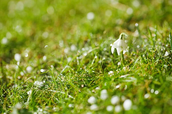 Close Snowdrop Flower Green Grass — Stock Photo, Image