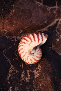 Deniz kabuğu nautilus gündoğumu güneş ışığı altında taş sahilde