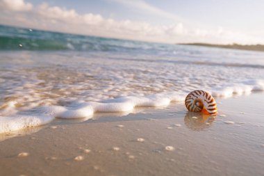 Nautilus deniz kabuğu erken sabah sahilde fırtınalı dalgaları karşı 