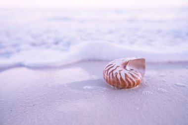Nautilus deniz kabuğu narin pembe gündoğumu ışık altın kum plaj 