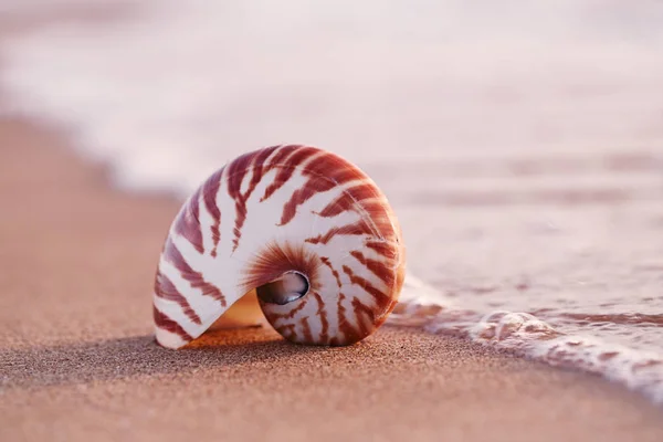 Seashell Nautilus Stranden Solnedgången Sol Ljus Canary Island Spanien — Stockfoto
