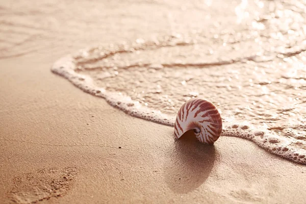 Seashell Nautilus Sea Beach Sunset Sun Light — Stock Photo, Image