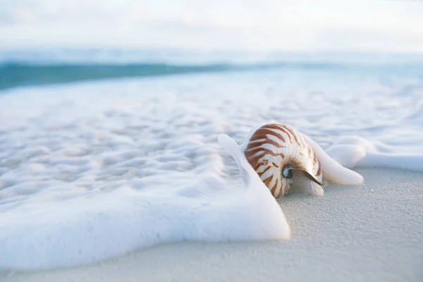 Nautilus Sea Shell Stormy Waves Early Morning Beach — Stock Photo, Image