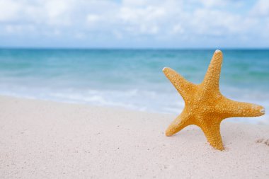 Gökyüzü ve deniz manzaralı deniz yıldızı.