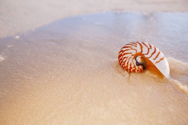 Nautilus deniz kabuğu altın kumsal üzerinde yumuşak günbatımı ışığında