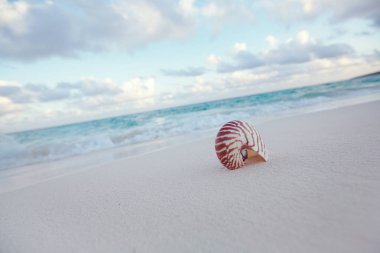 Nautilus kabuğu dalgalar deniz karşı beyaz plaj kum üzerinde
