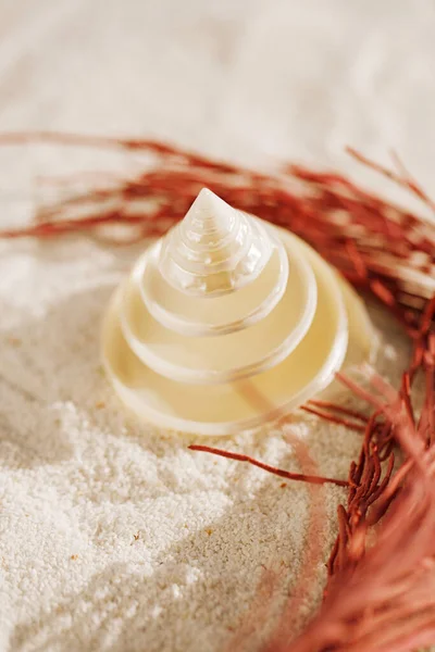 Tropical spiral seashell sea shell with corall on white beach sa — ストック写真